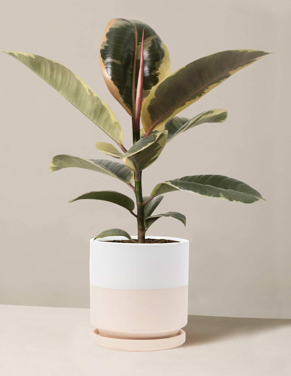 Ficus Tineke Bush