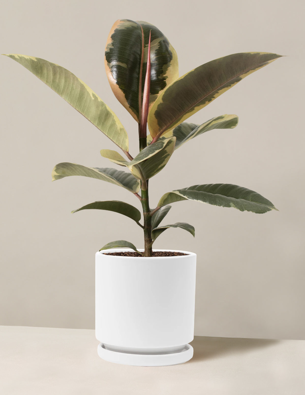 Ficus Tineke Bush