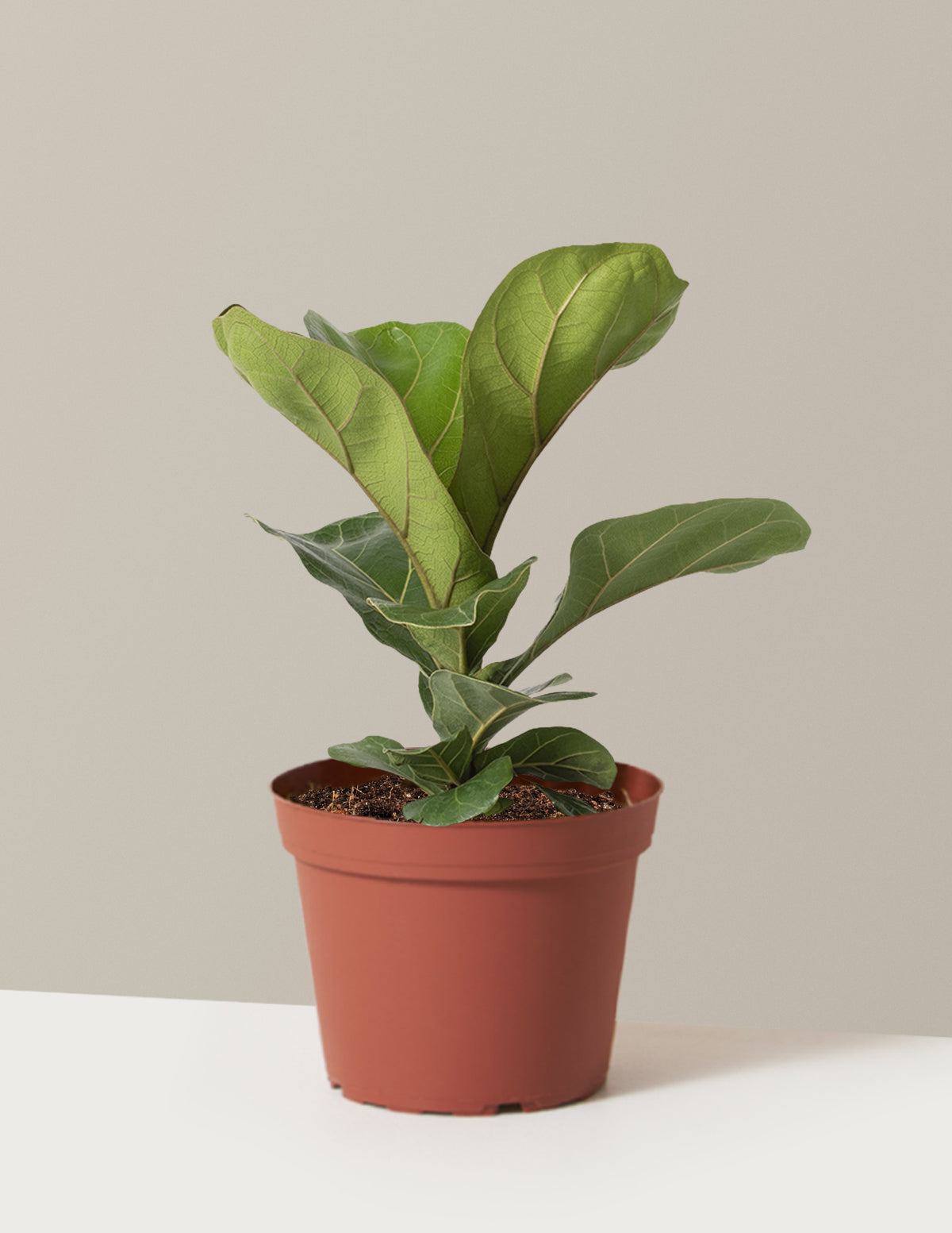 Deve Tabanı Fiddle Leaf Fig Bush