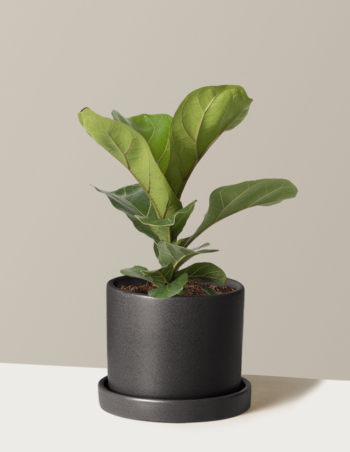 Deve Tabanı Fiddle Leaf Fig Bush