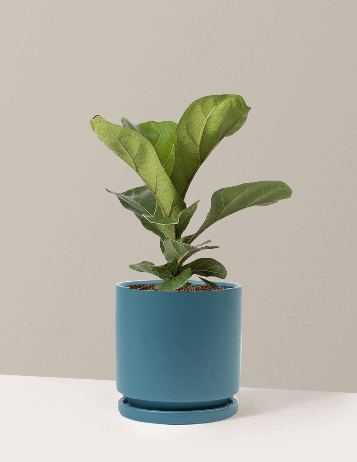 Deve Tabanı Fiddle Leaf Fig Bush