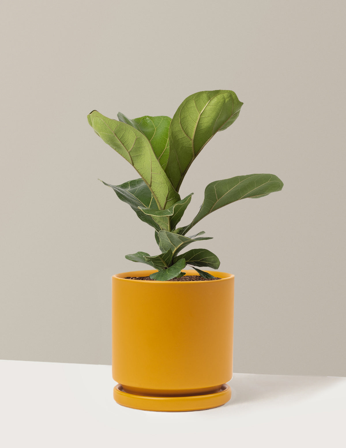 Deve Tabanı Fiddle Leaf Fig Bush