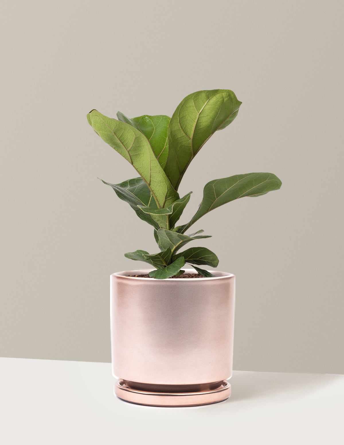 Deve Tabanı Fiddle Leaf Fig Bush
