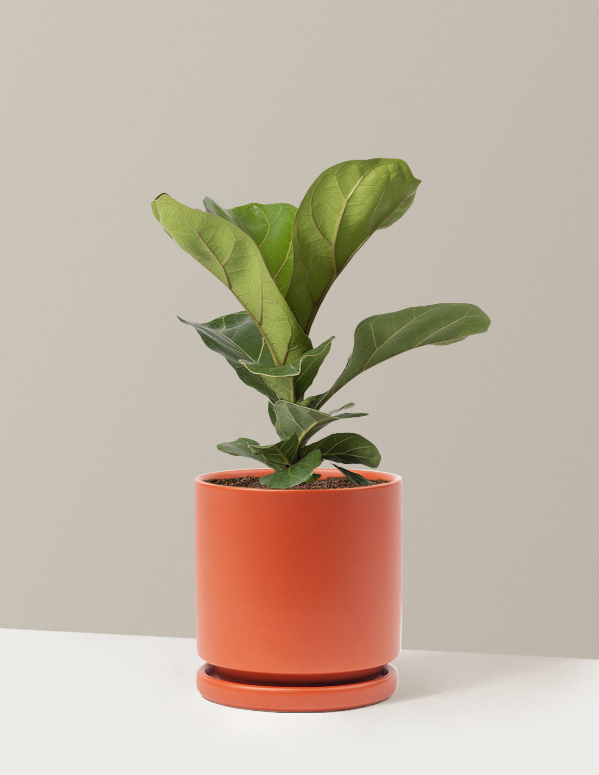 Deve Tabanı Fiddle Leaf Fig Bush