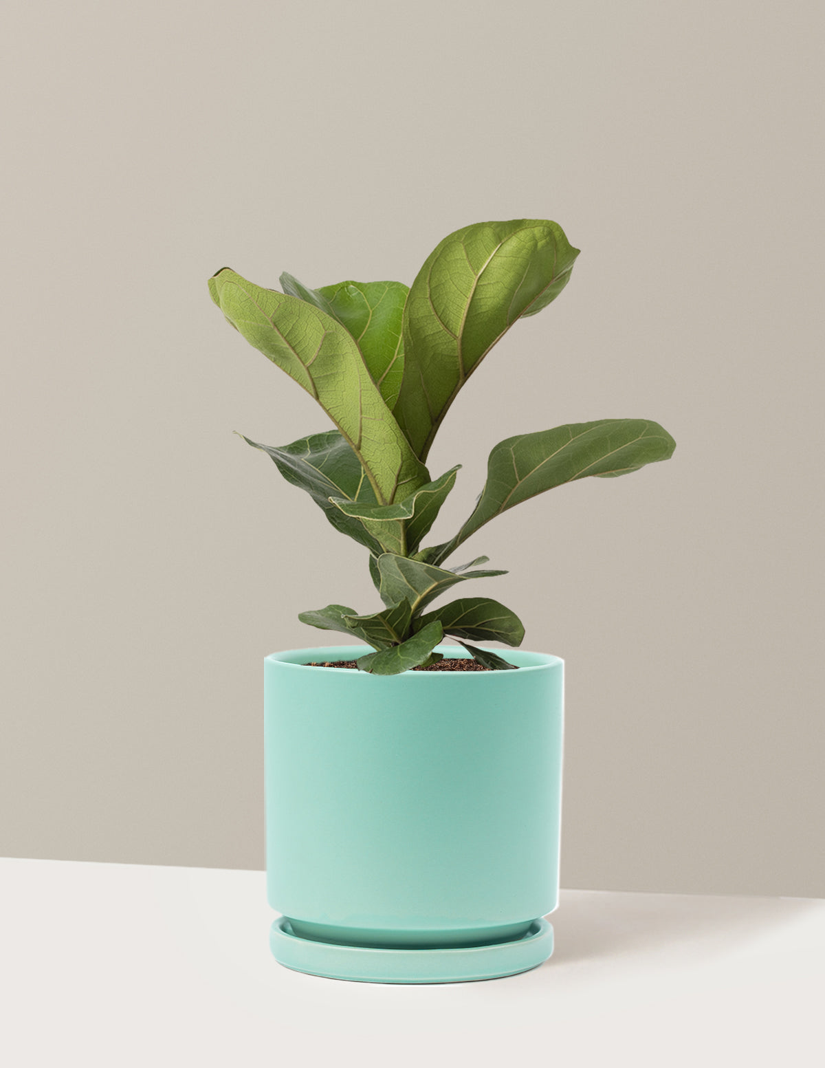 Deve Tabanı Fiddle Leaf Fig Bush