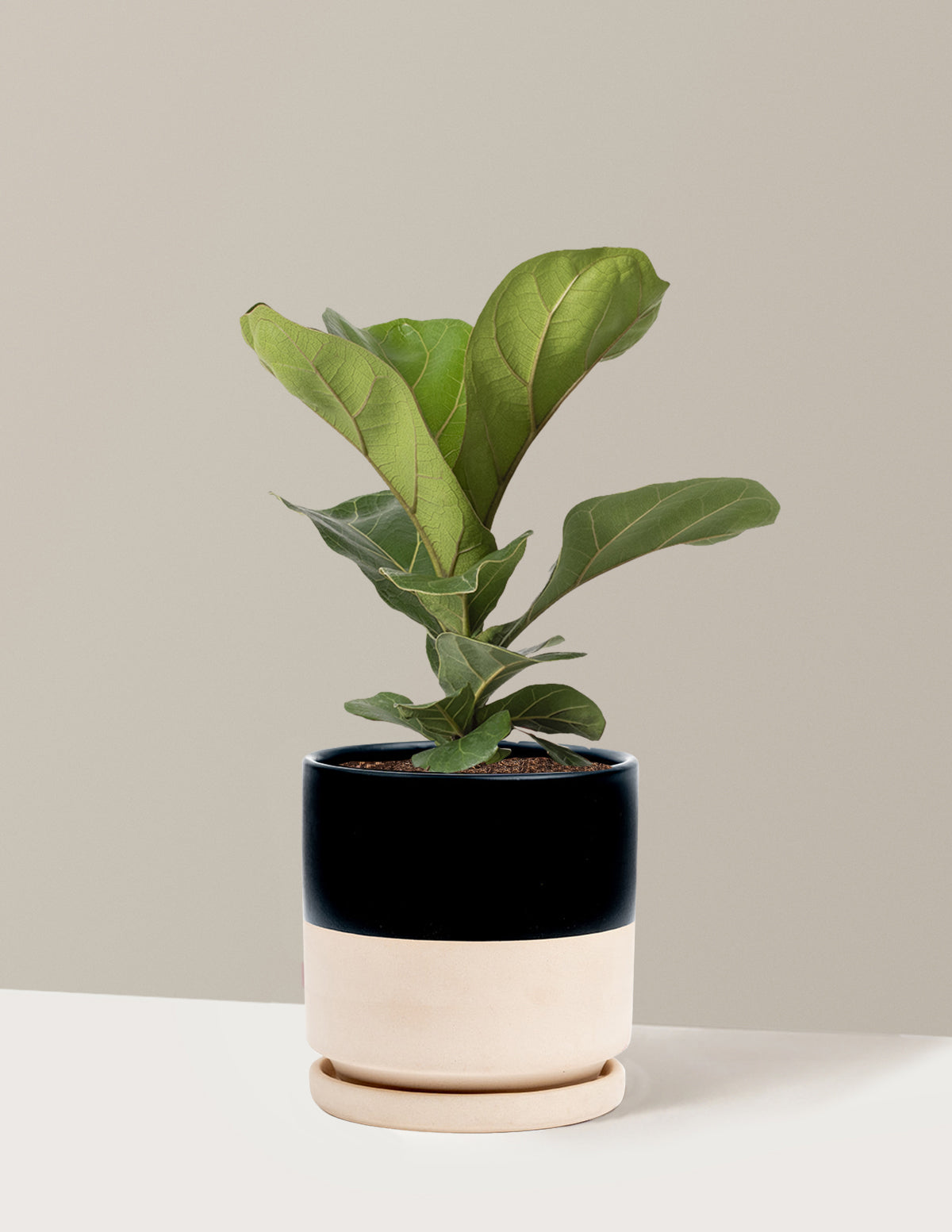 Deve Tabanı Fiddle Leaf Fig Bush