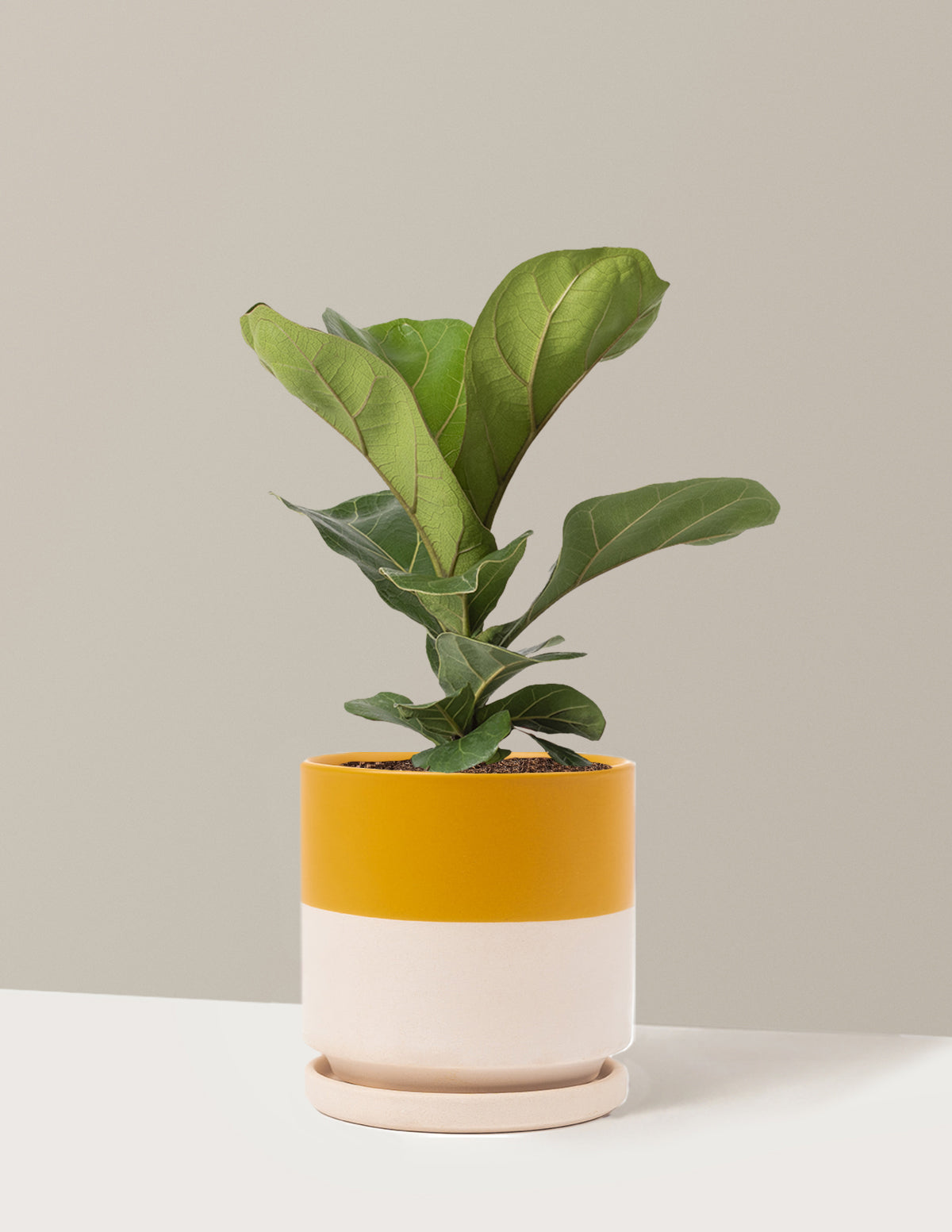 Deve Tabanı Fiddle Leaf Fig Bush
