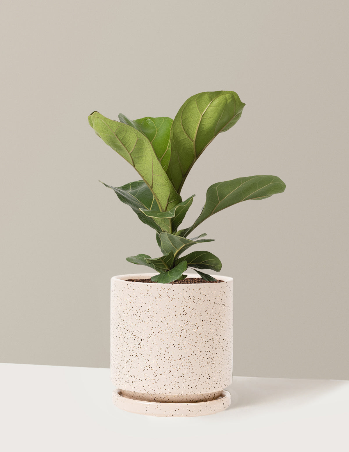 Deve Tabanı Fiddle Leaf Fig Bush