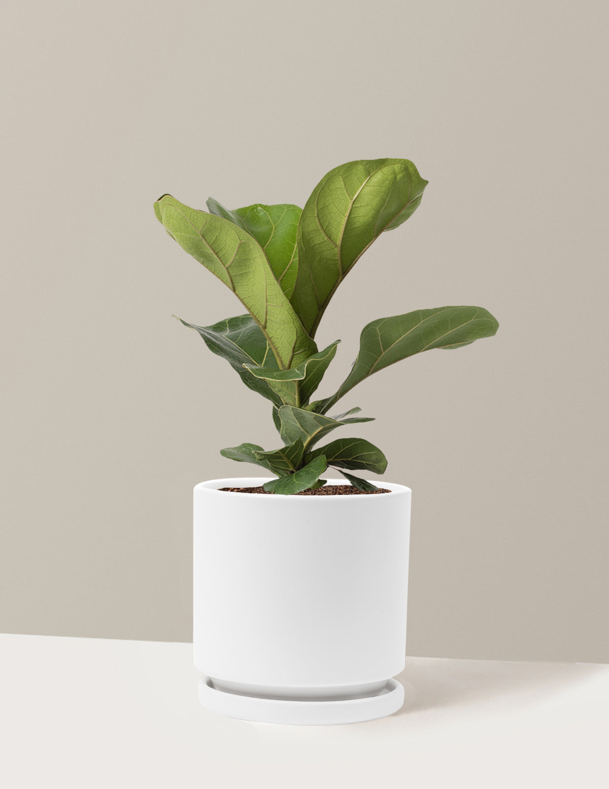 Deve Tabanı Fiddle Leaf Fig Bush