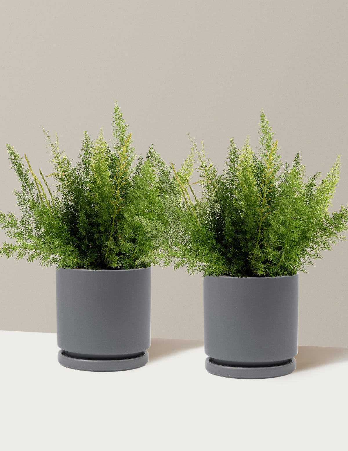 Tilki Kuyruğu Eğreltisi (Foxtail Fern)