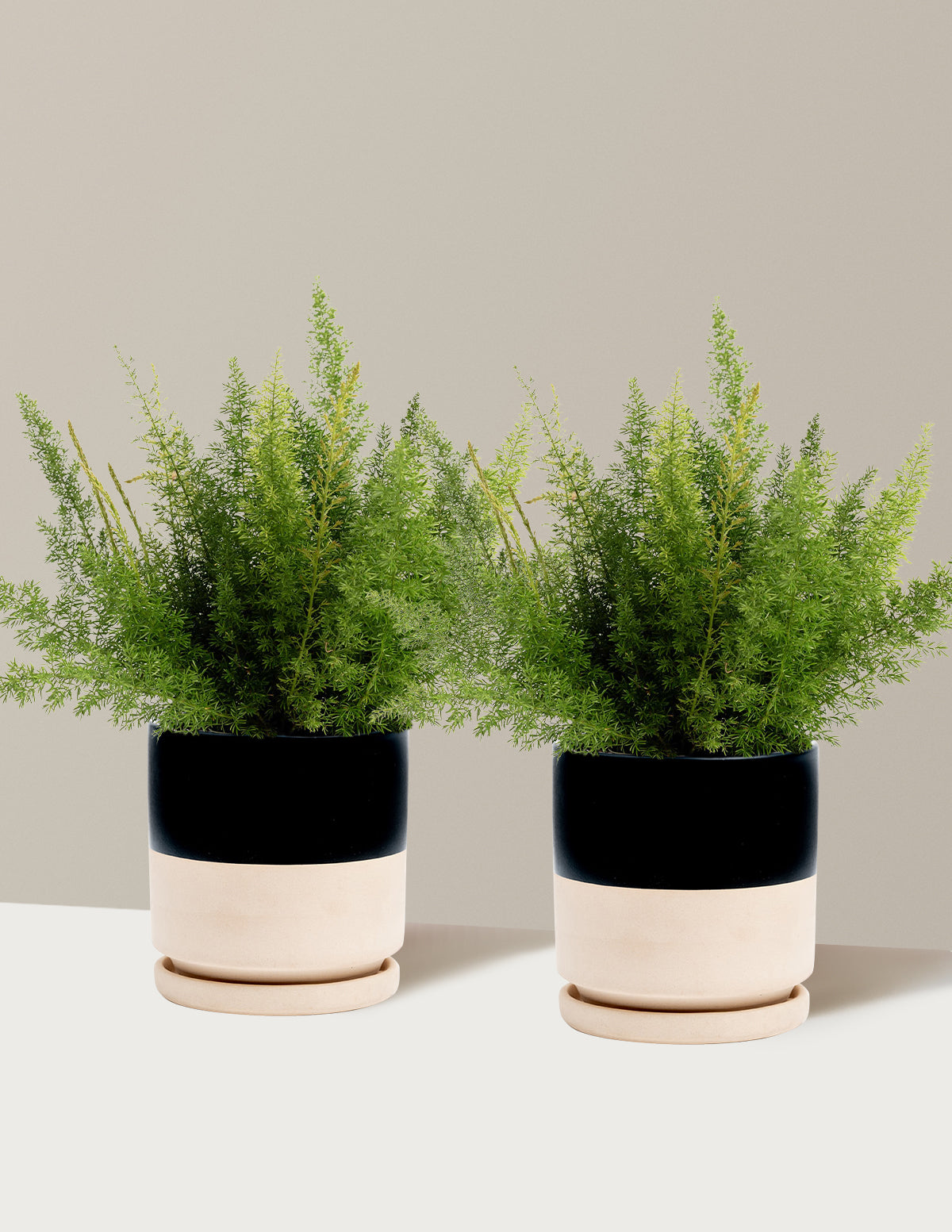 Tilki Kuyruğu Eğreltisi (Foxtail Fern)