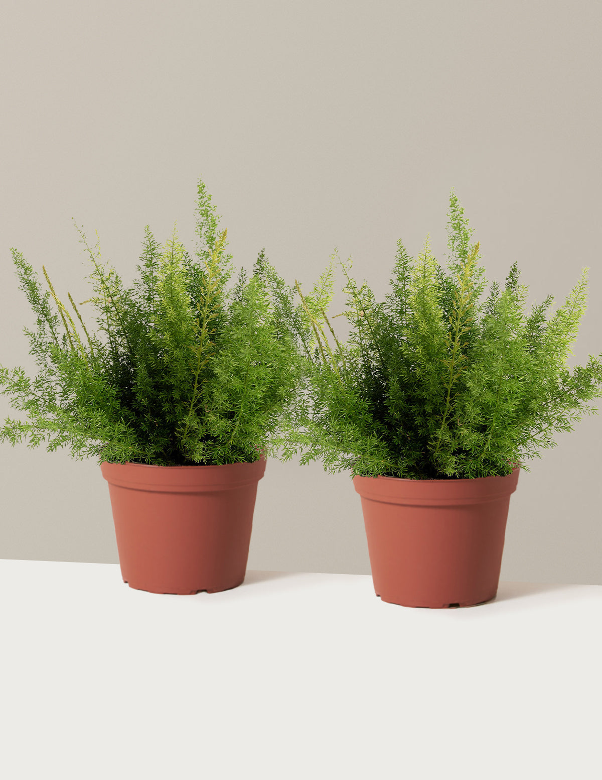 Tilki Kuyruğu Eğreltisi (Foxtail Fern)