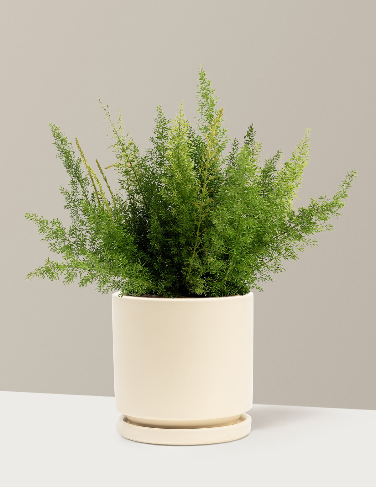 Tilki Kuyruğu Eğreltisi (Foxtail Fern)