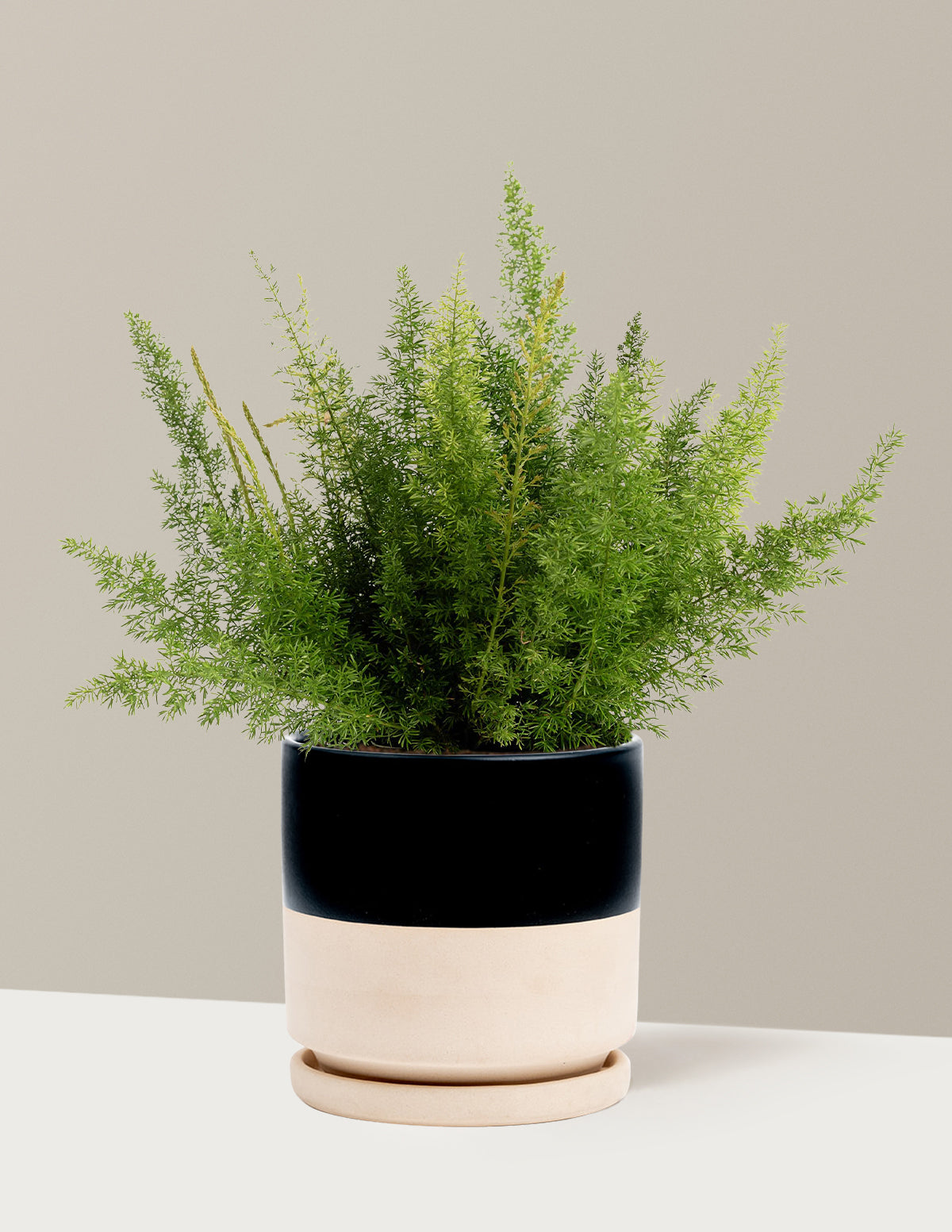 Tilki Kuyruğu Eğreltisi (Foxtail Fern)