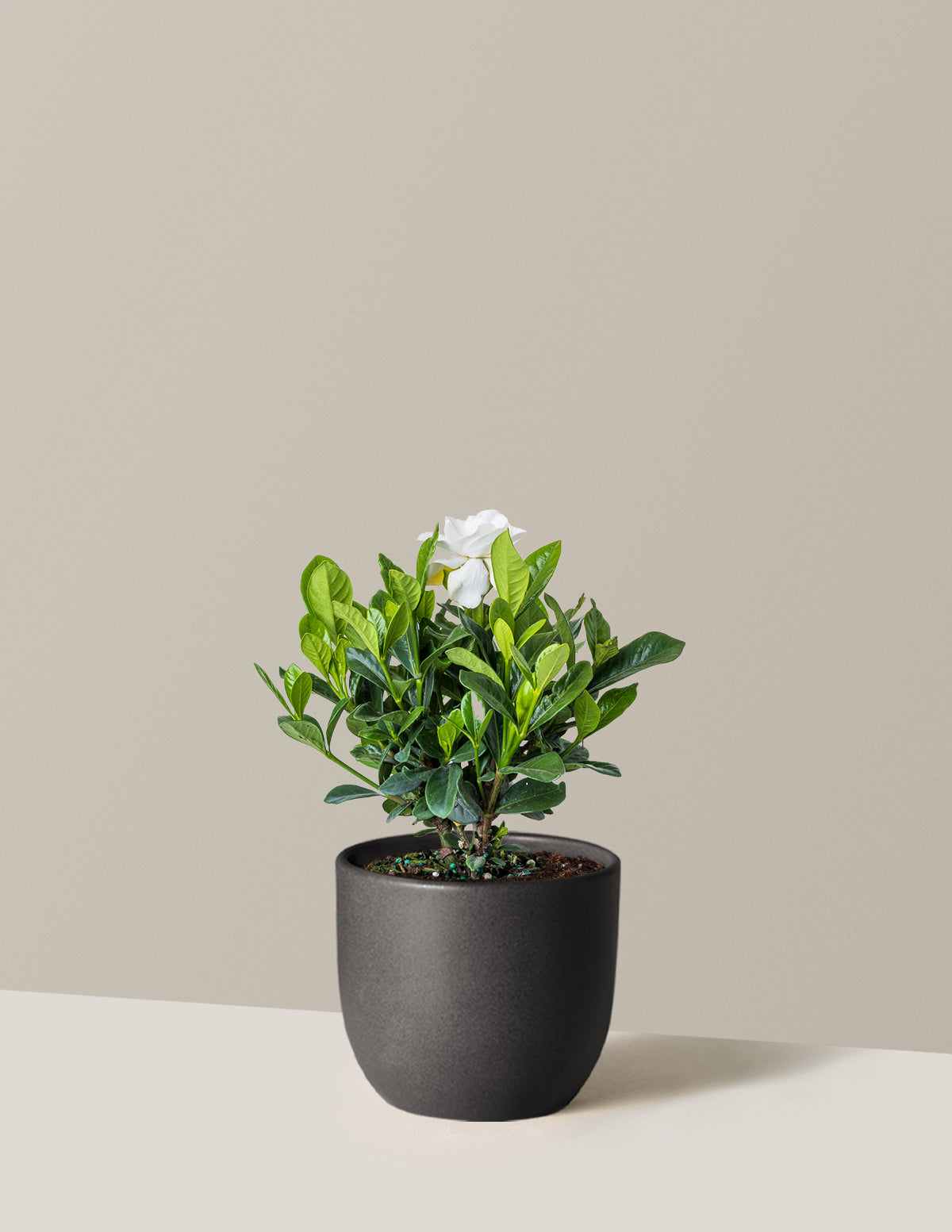 Gardenia (Gardenya) Çalısı