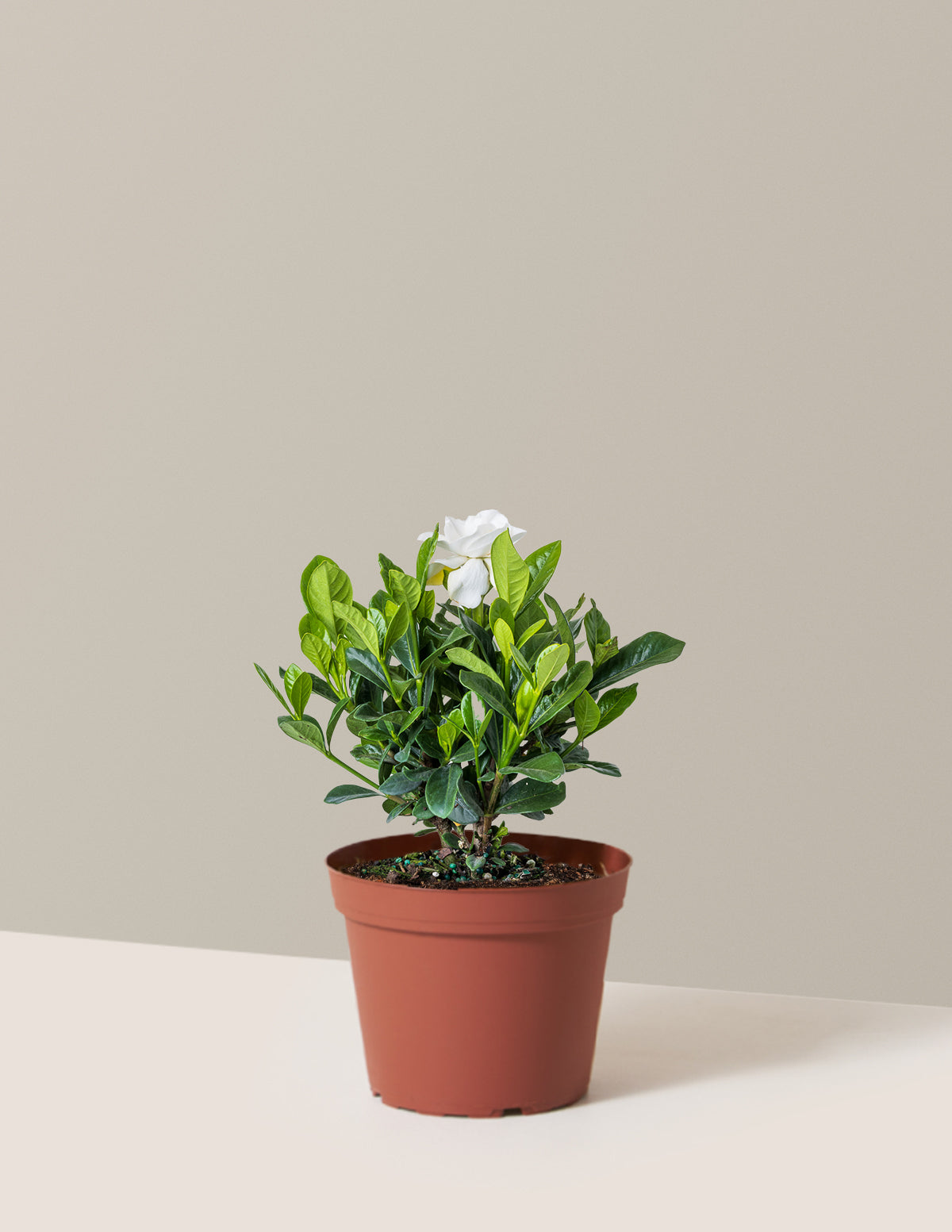 Gardenia (Gardenya) Çalısı