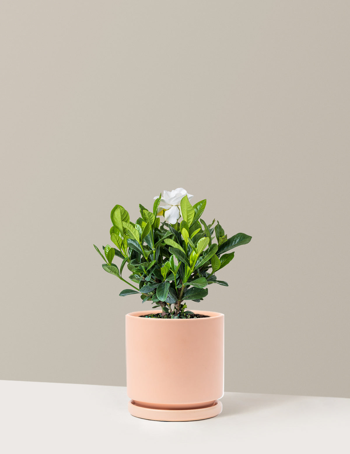 Gardenia (Gardenya) Çalısı