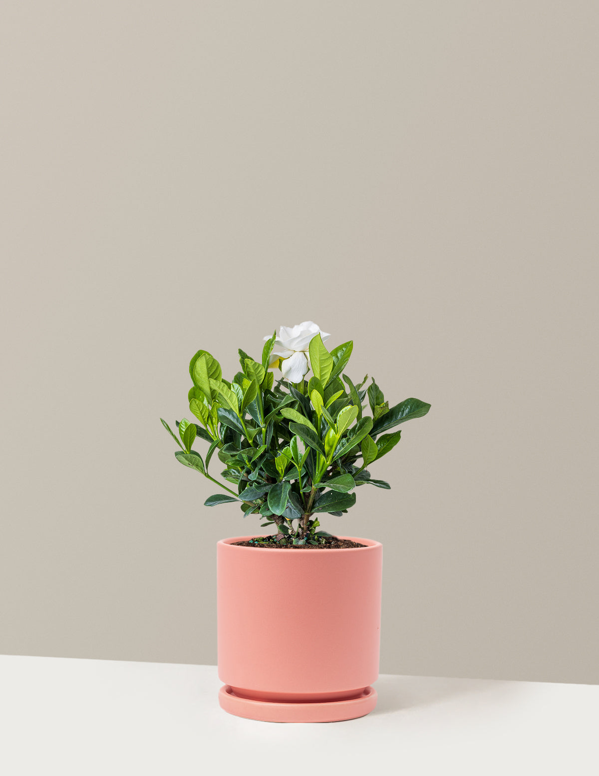 Gardenia (Gardenya) Çalısı