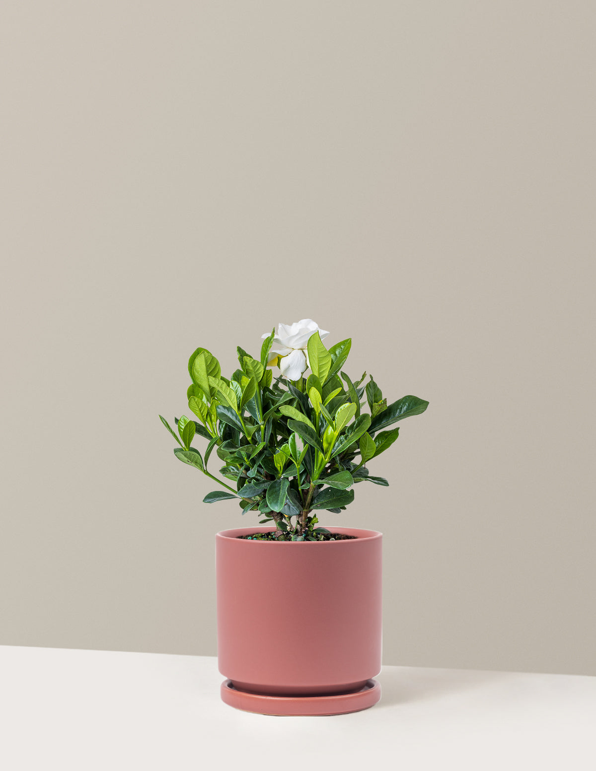 Gardenia (Gardenya) Çalısı
