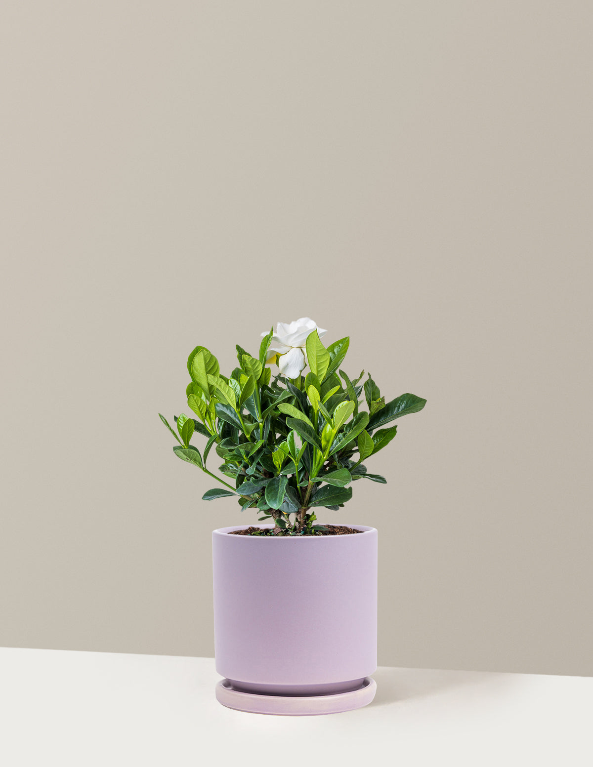 Gardenia (Gardenya) Çalısı