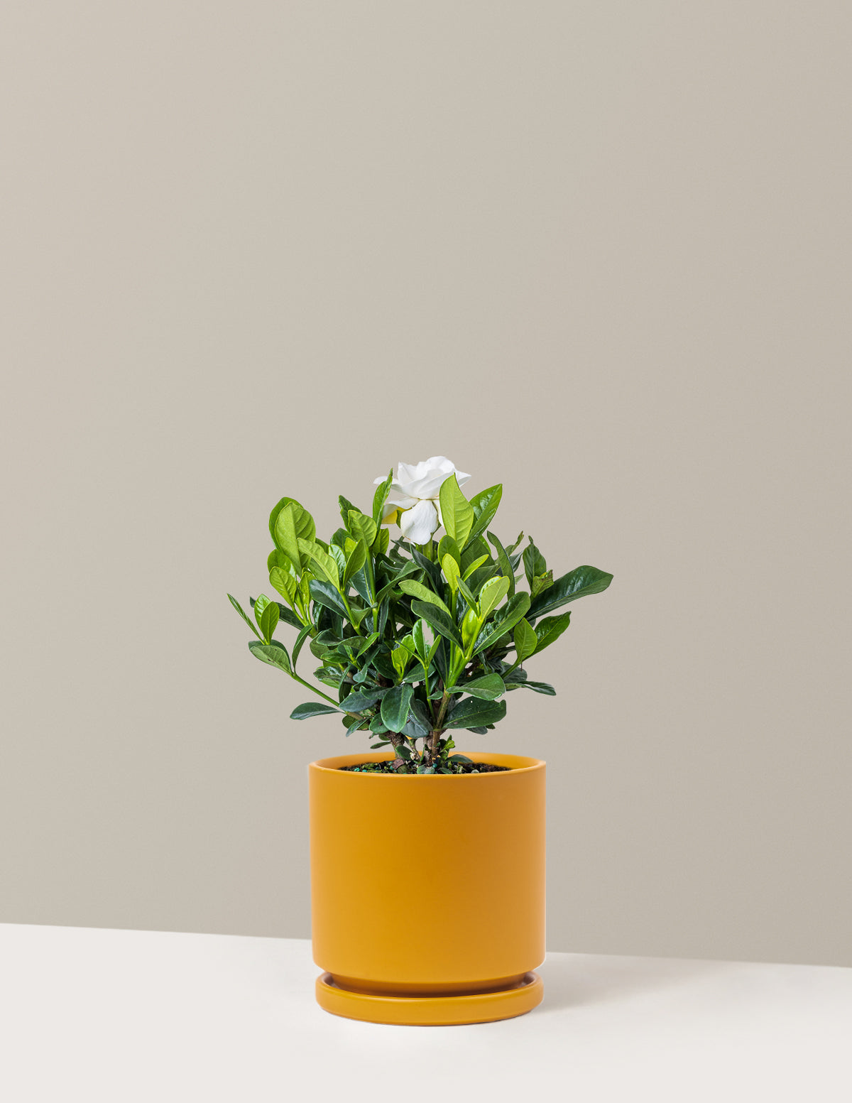 Gardenia (Gardenya) Çalısı