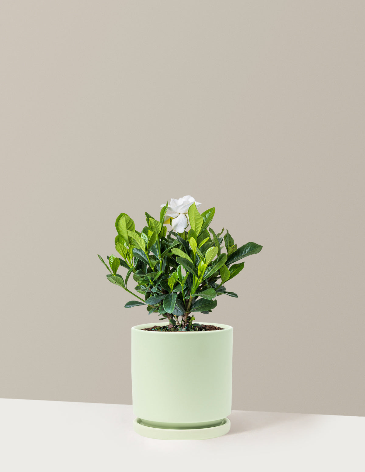Gardenia (Gardenya) Çalısı
