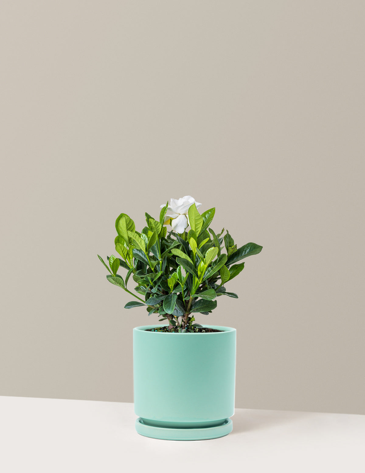 Gardenia (Gardenya) Çalısı