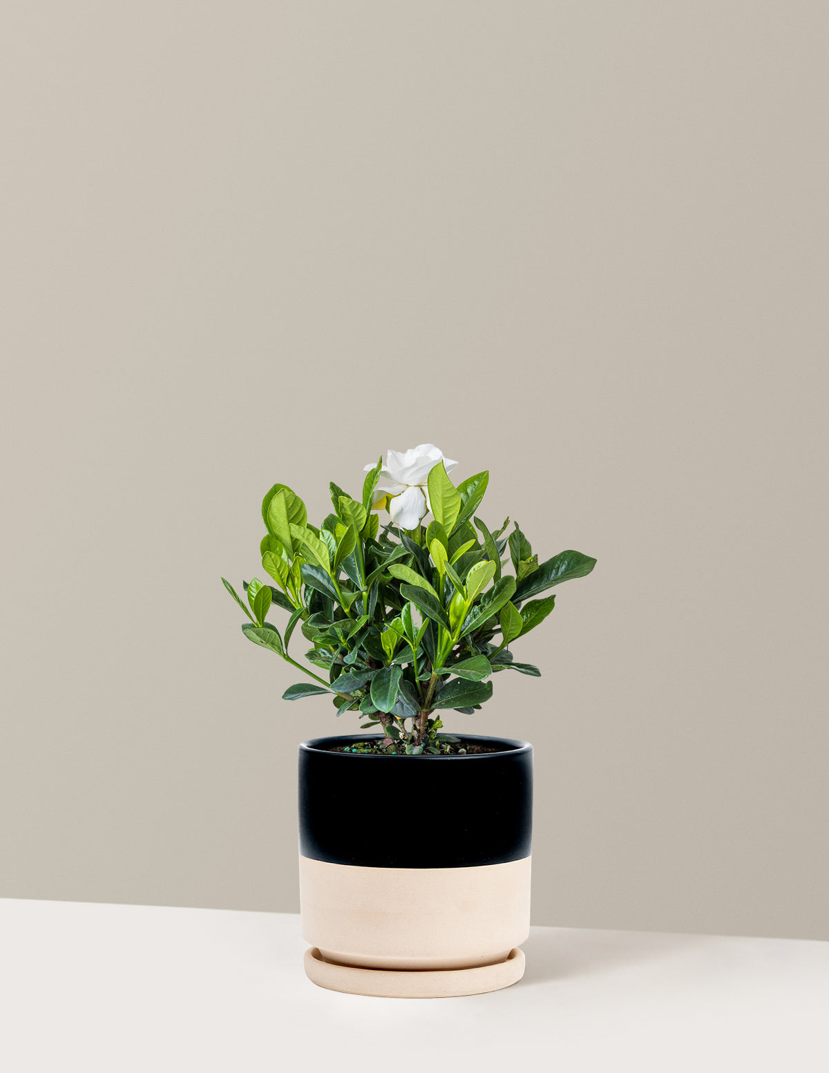 Gardenia (Gardenya) Çalısı