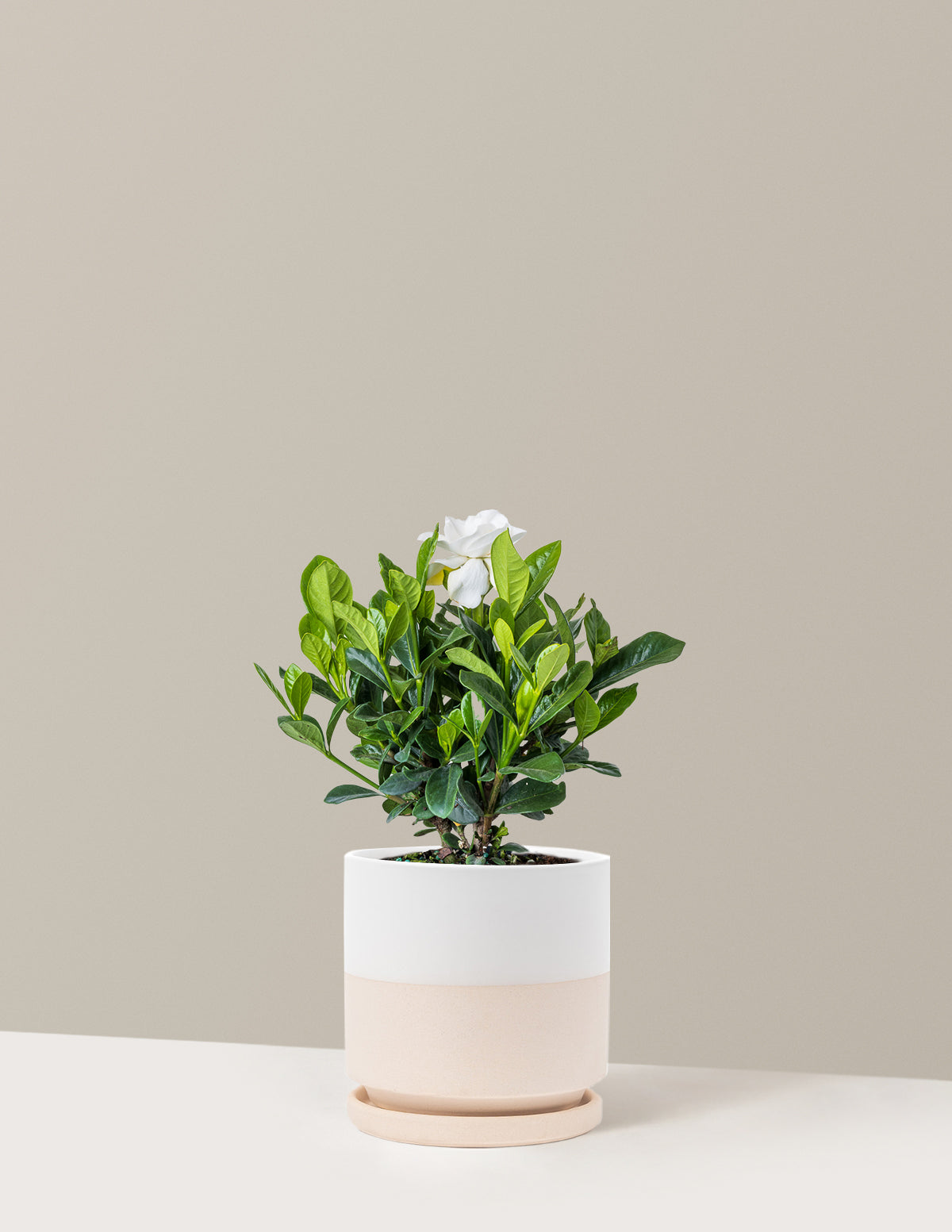 Gardenia (Gardenya) Çalısı