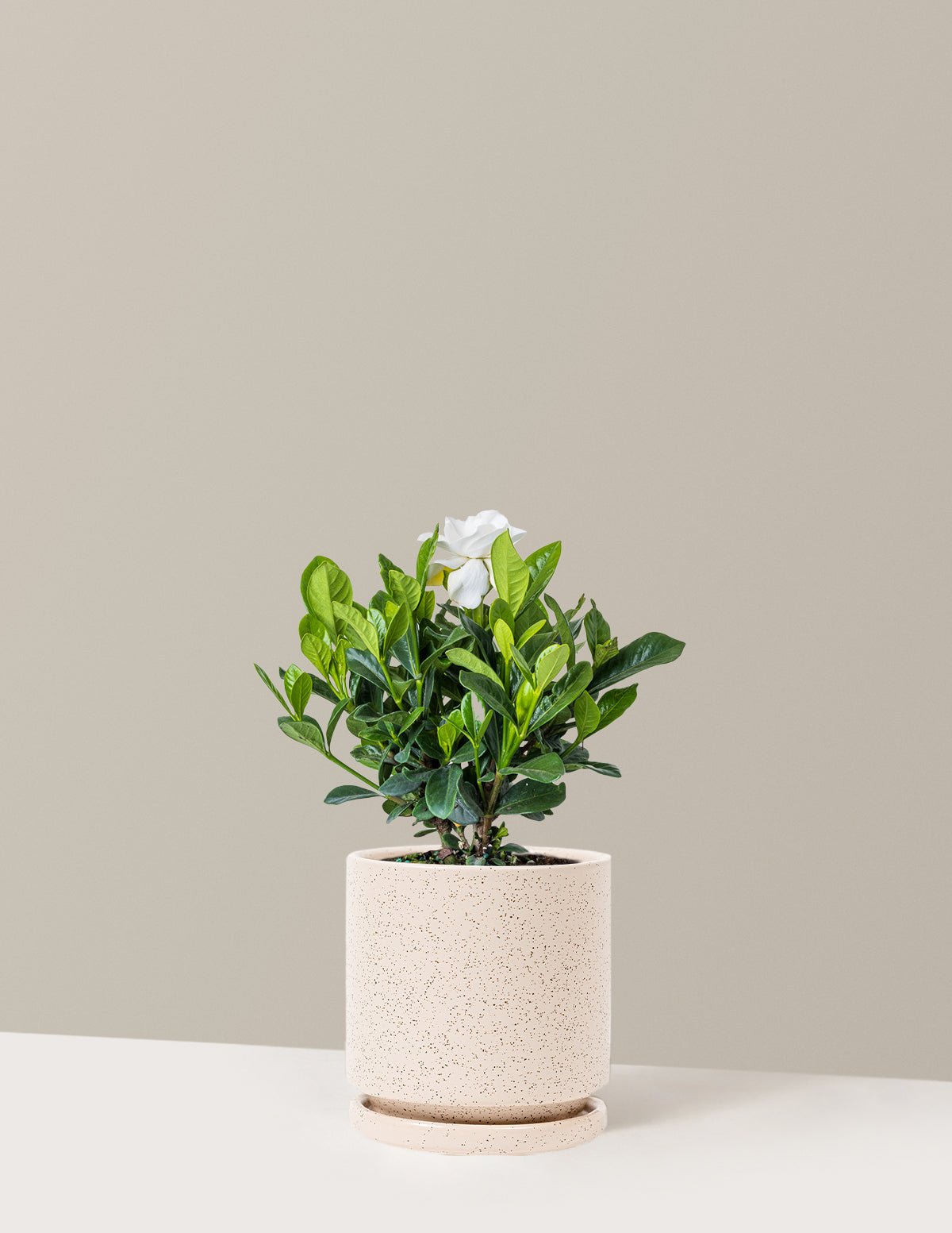 Gardenia (Gardenya) Çalısı