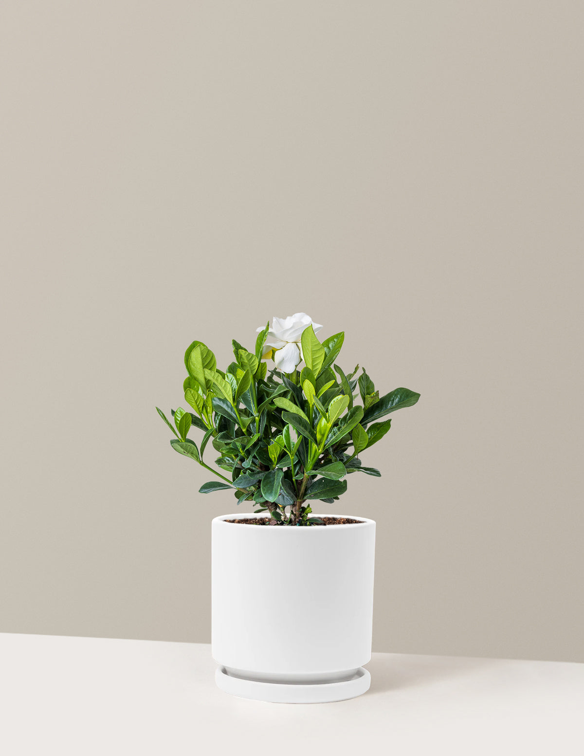Gardenia (Gardenya) Çalısı