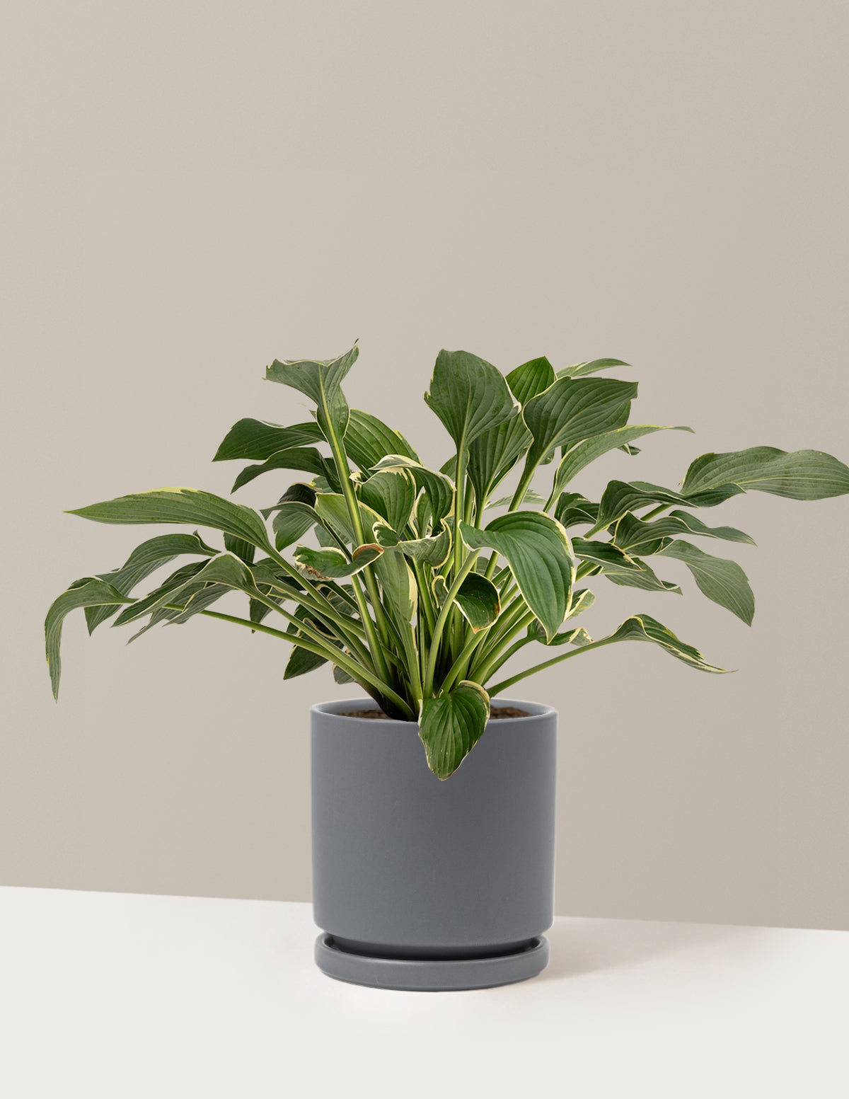 Francee Hosta