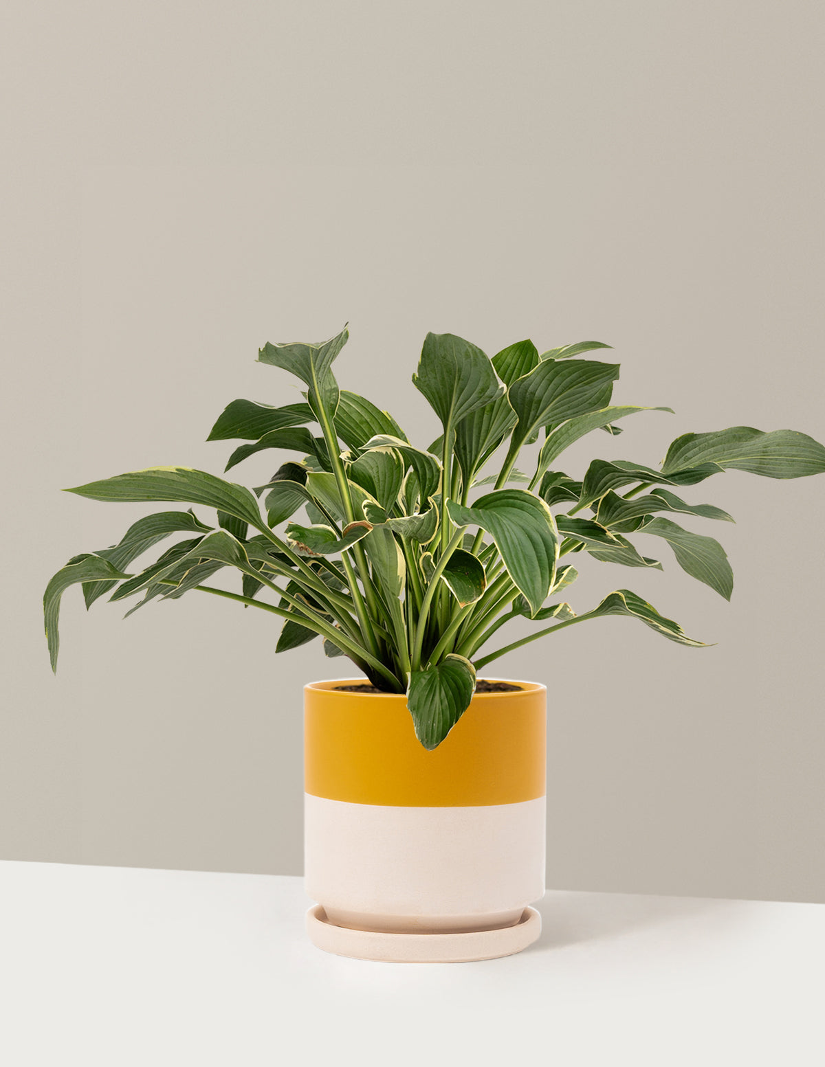 Francee Hosta