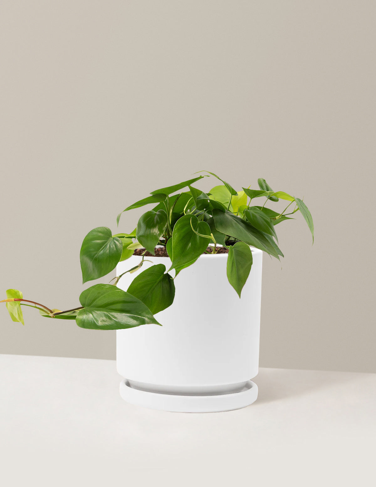 Heartleaf Philodendron