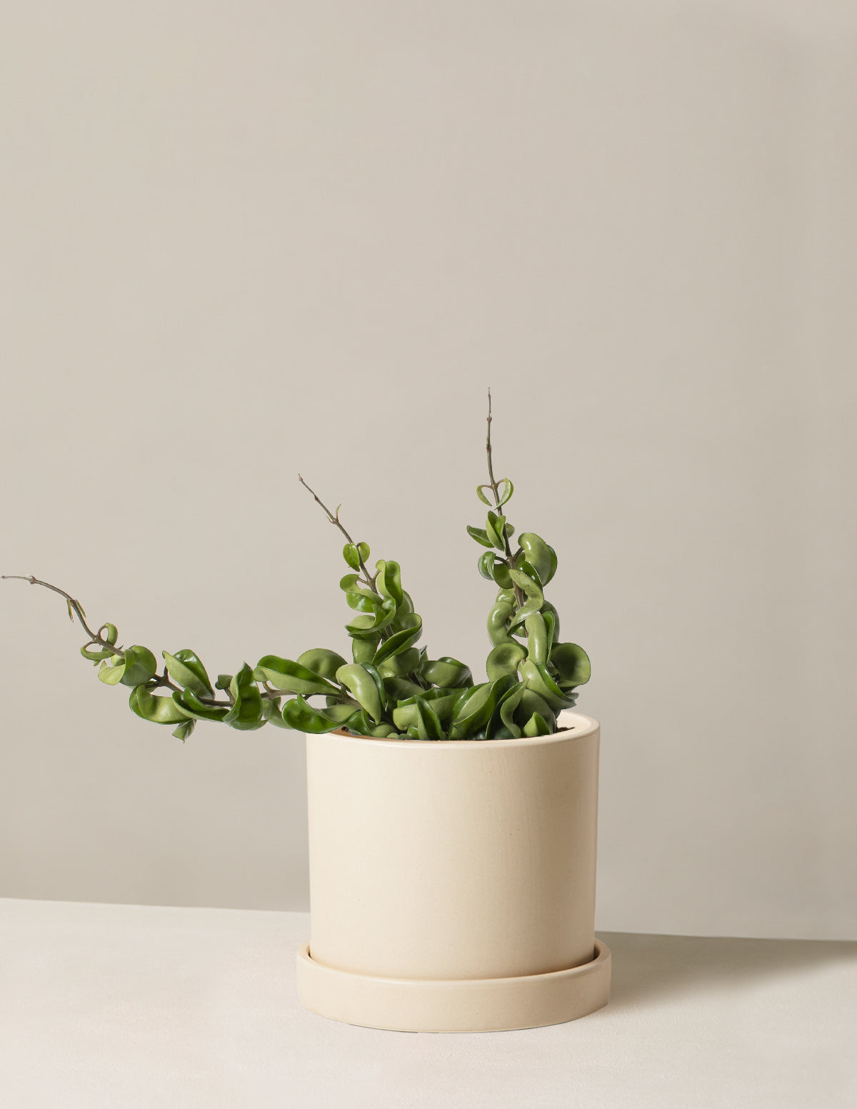 Hoya Rope