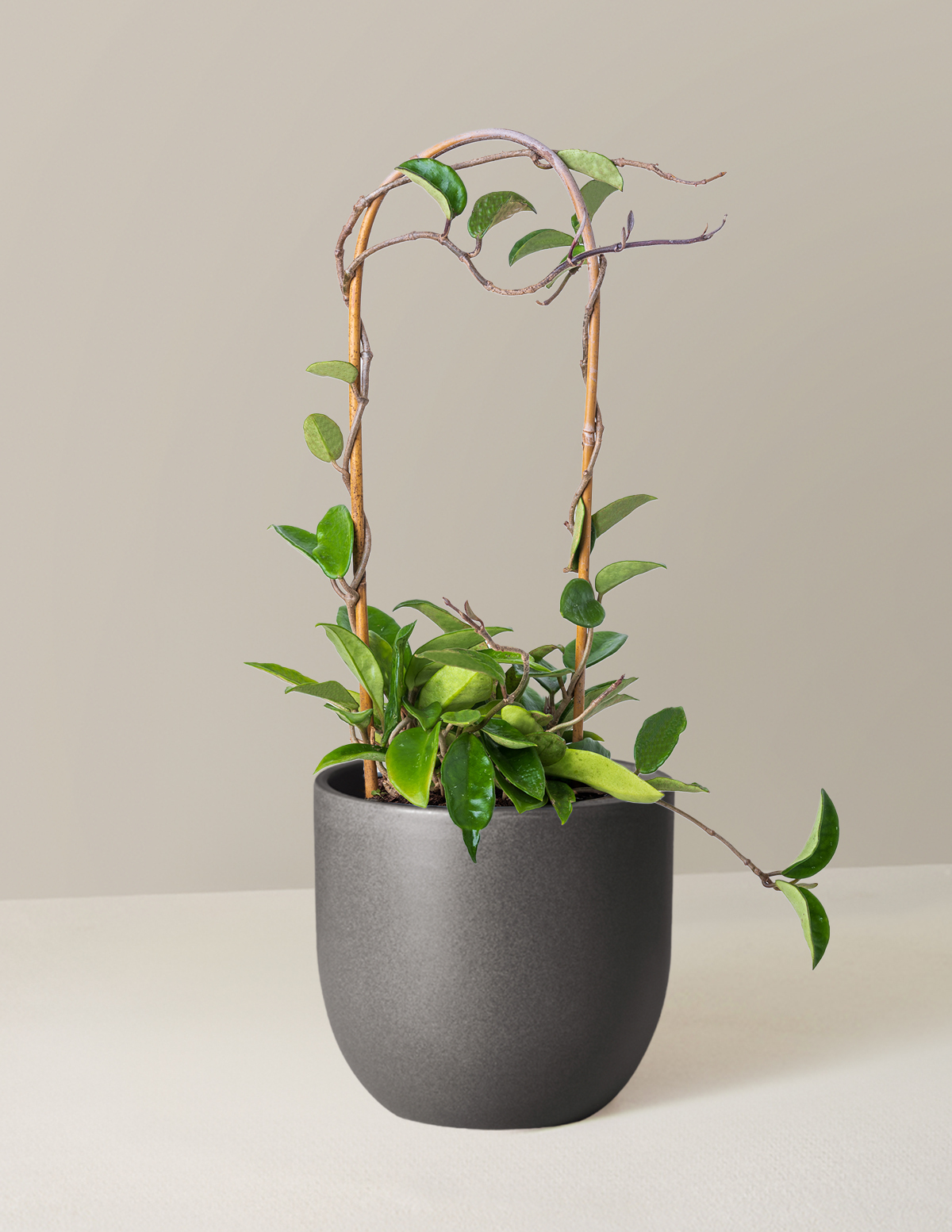 Hoya Pubicalyx Çemberli Sarmaşık