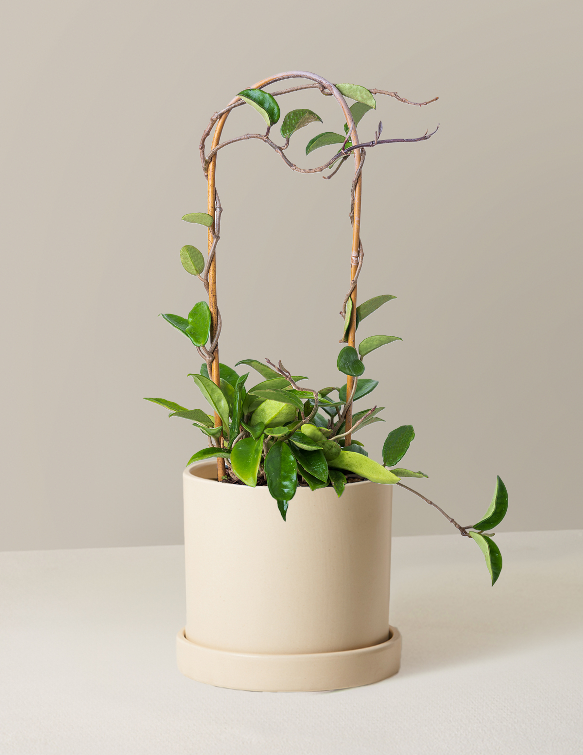 Hoya Pubicalyx Çemberli Sarmaşık