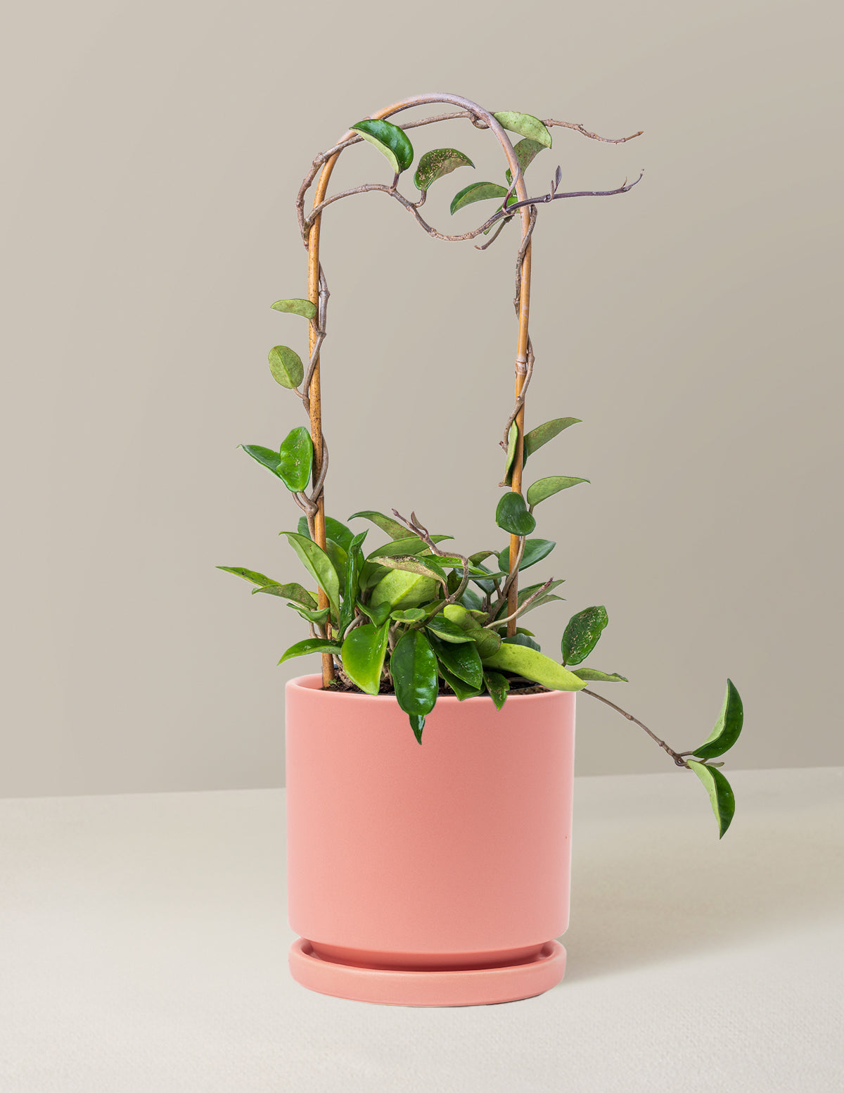 Hoya Pubicalyx Çemberli Sarmaşık