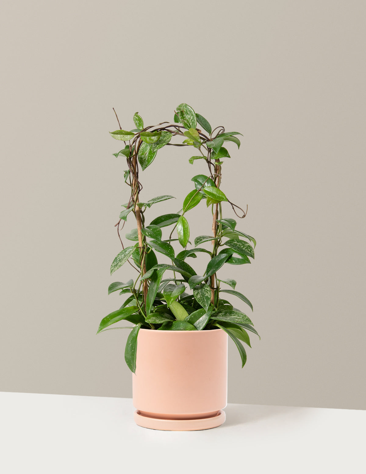 Hoya Pubicalyx Çemberli Sarmaşık