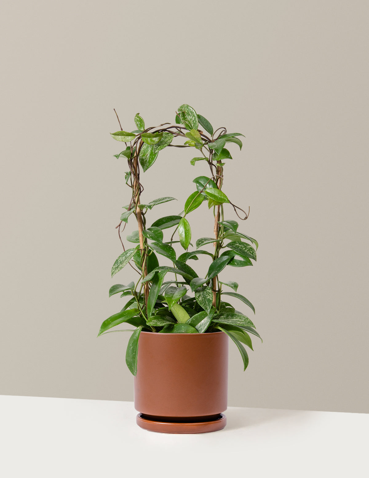 Hoya Pubicalyx Çemberli Sarmaşık