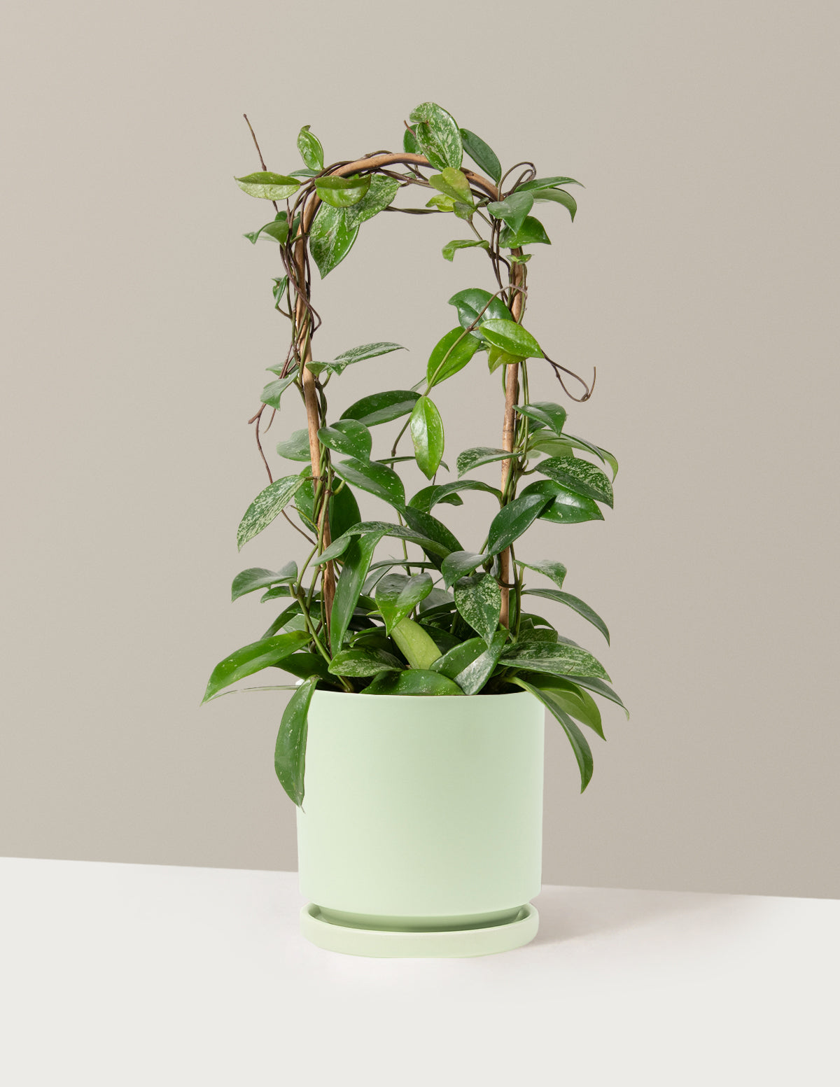 Hoya Pubicalyx Çemberli Sarmaşık