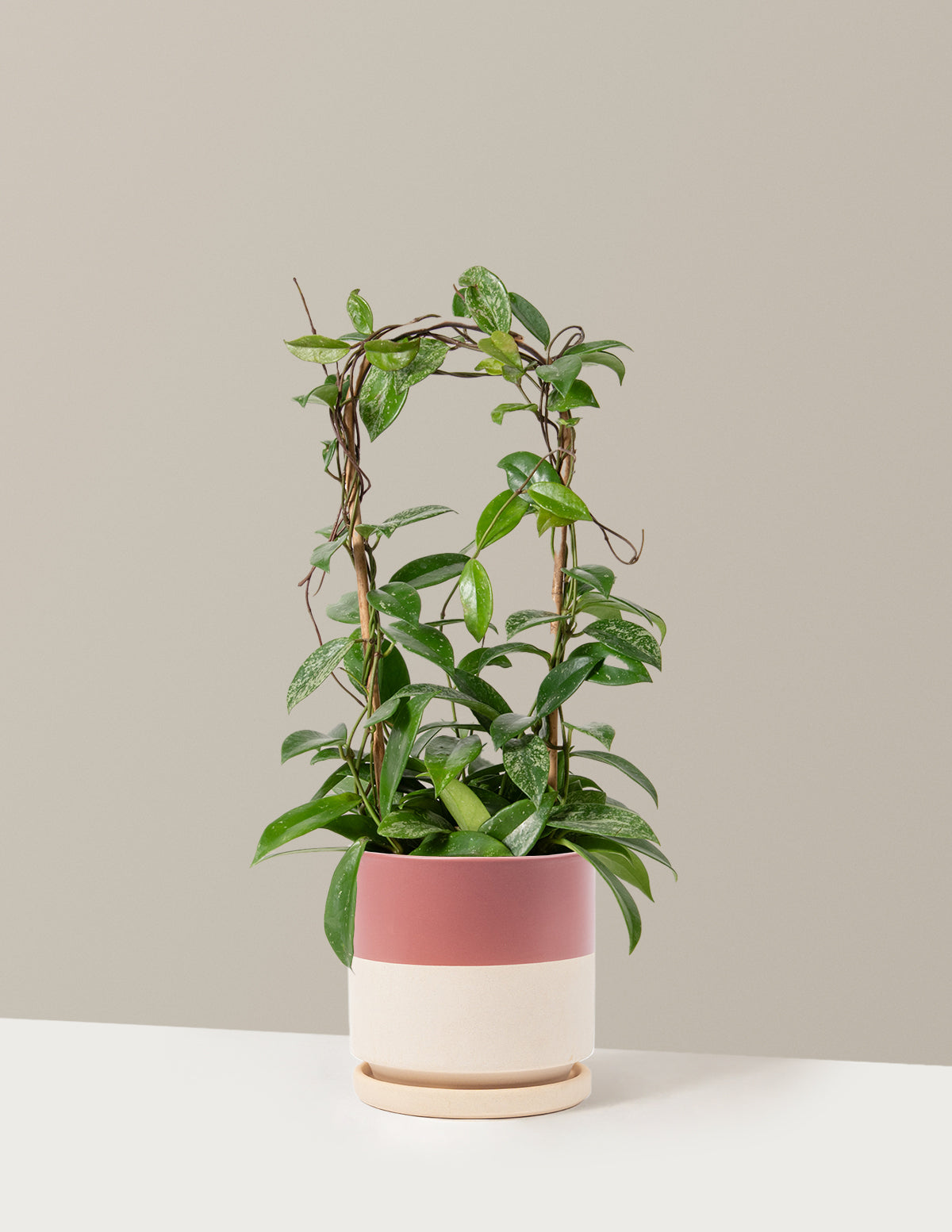Hoya Pubicalyx Çemberli Sarmaşık