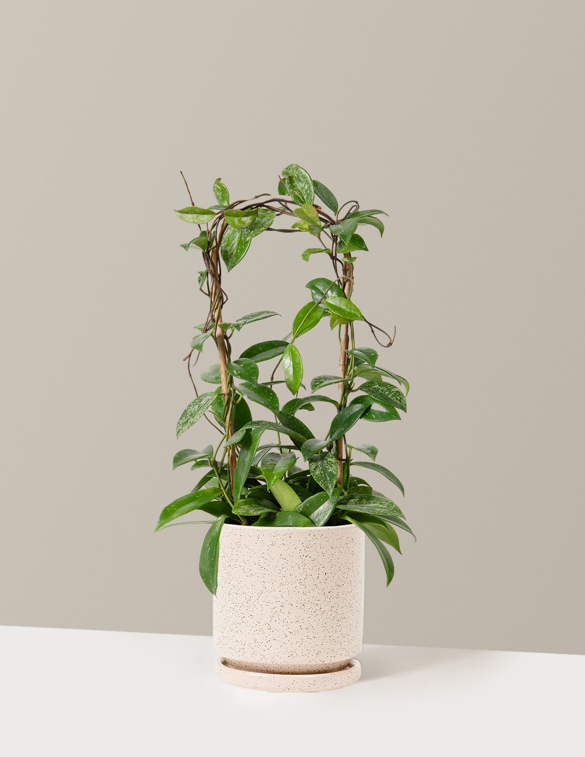 Hoya Pubicalyx Çemberli Sarmaşık