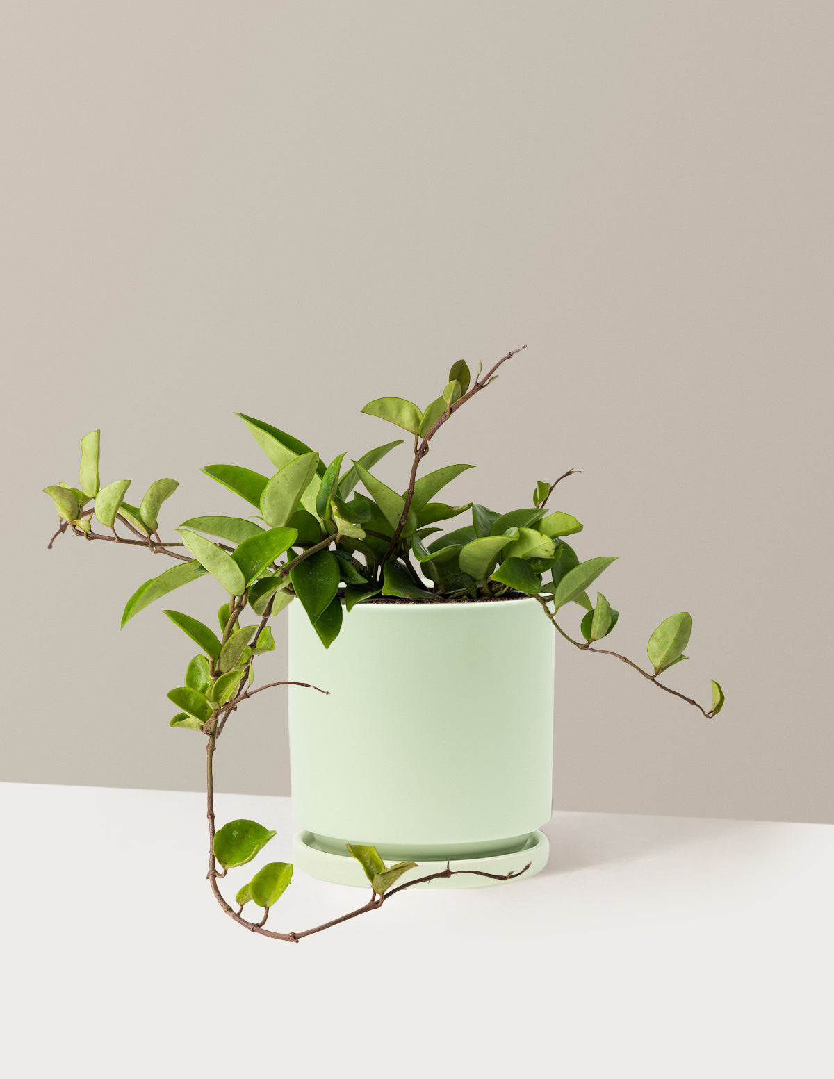 Hoya Pubicalyx Green