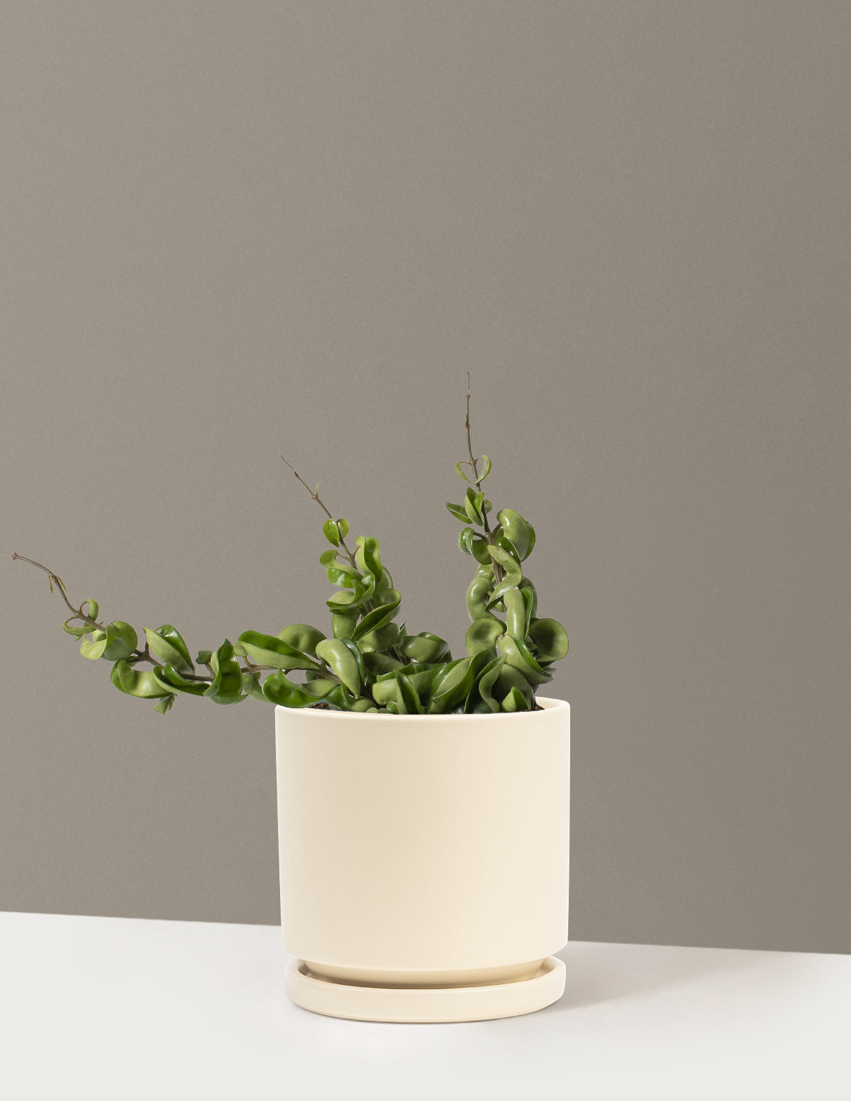 Hoya Rope