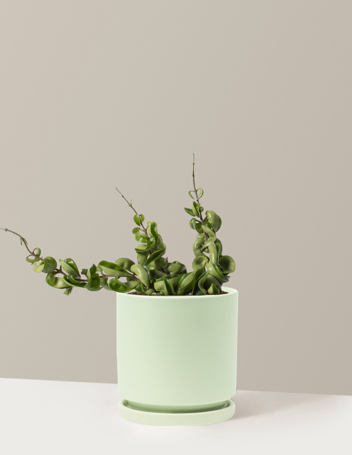 Hoya Rope