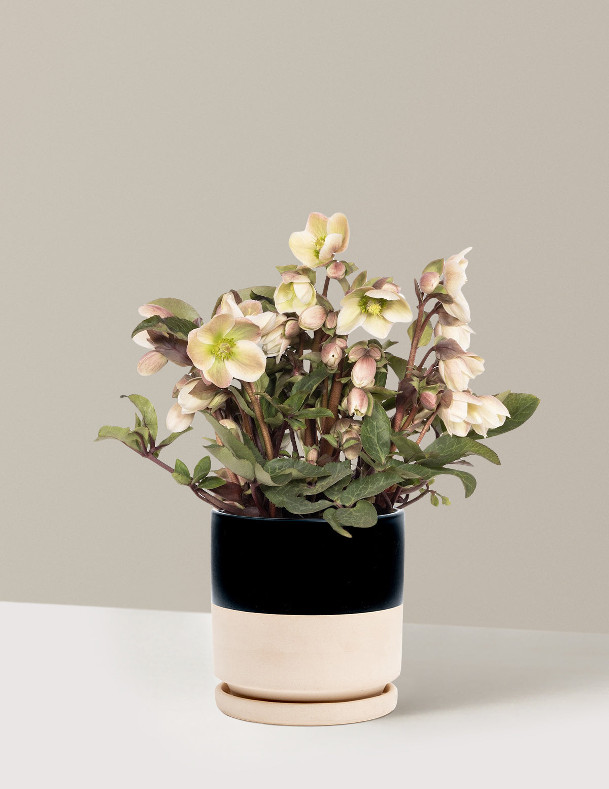 Ivory Prince Hellebore (Noel Gülü)