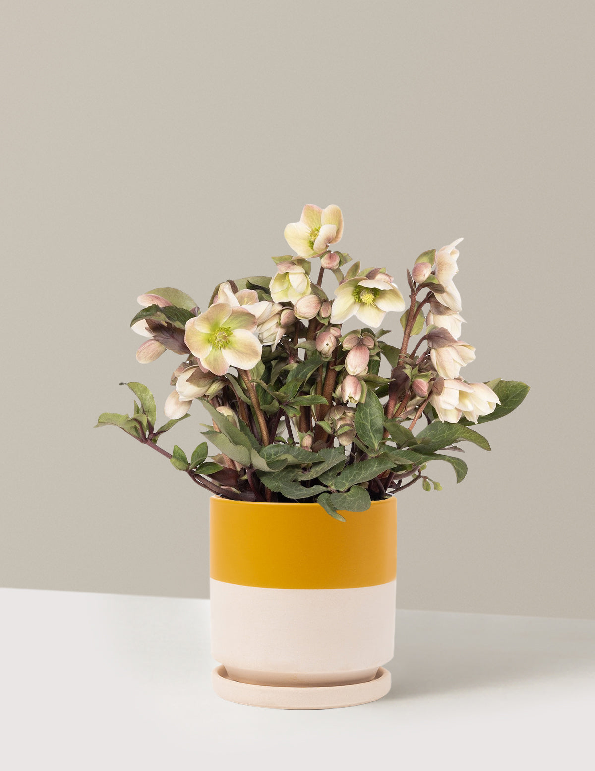 Ivory Prince Hellebore (Noel Gülü)