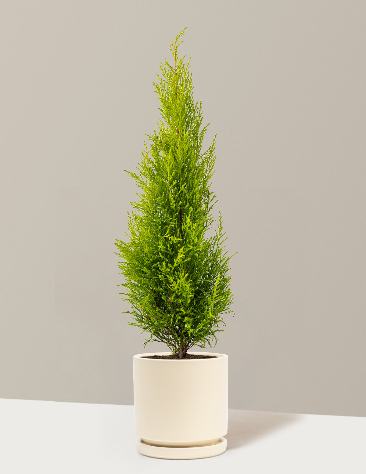 Wilma Goldcrest Limon Servi
