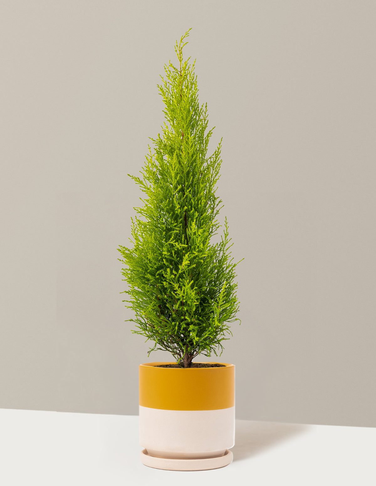 Wilma Goldcrest Limon Servi